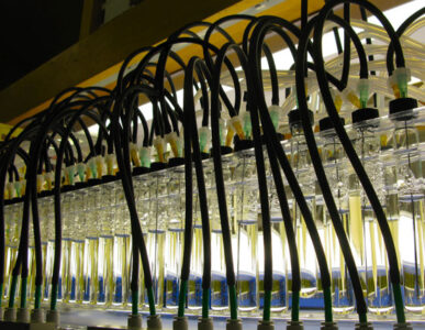 How Energy From Algae Farms Can Lead to Our Next Biofuel Image